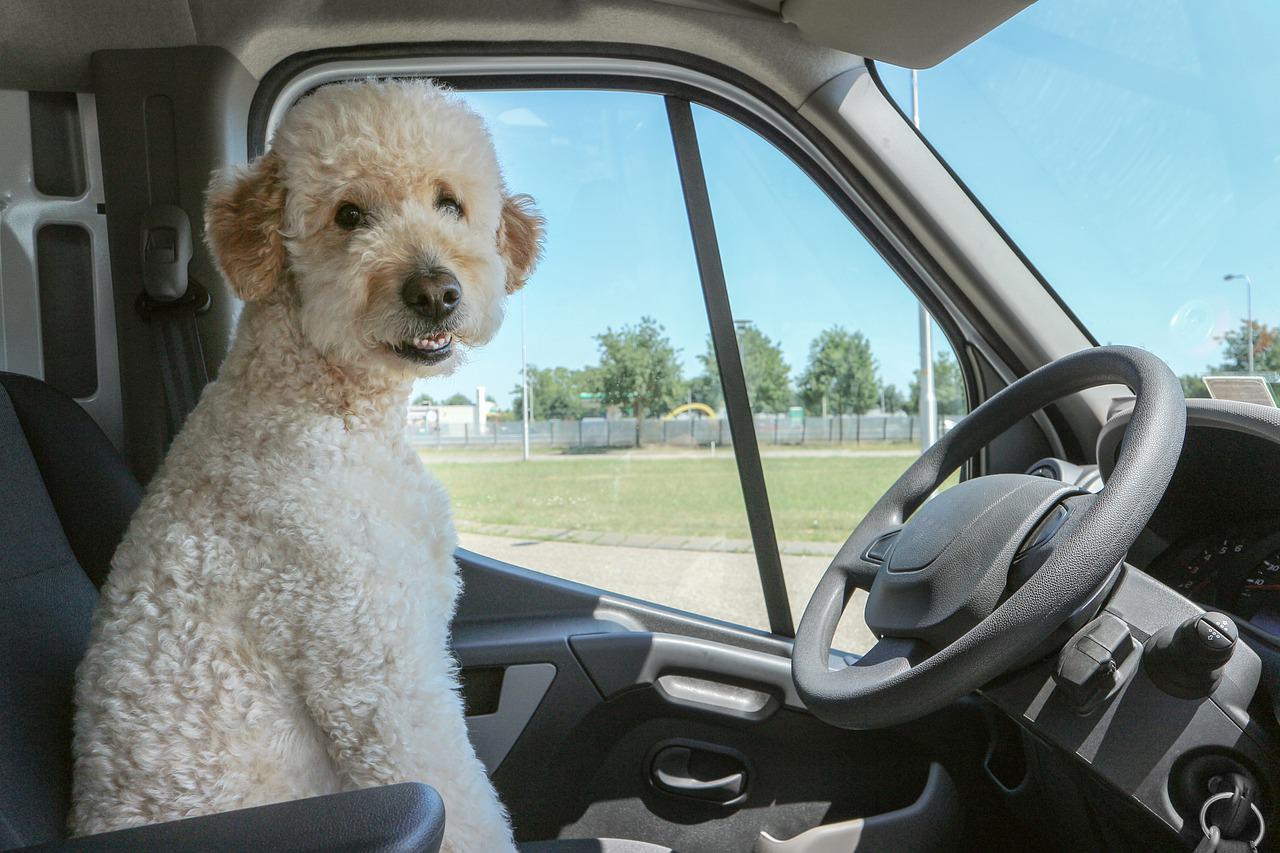 cani in auto