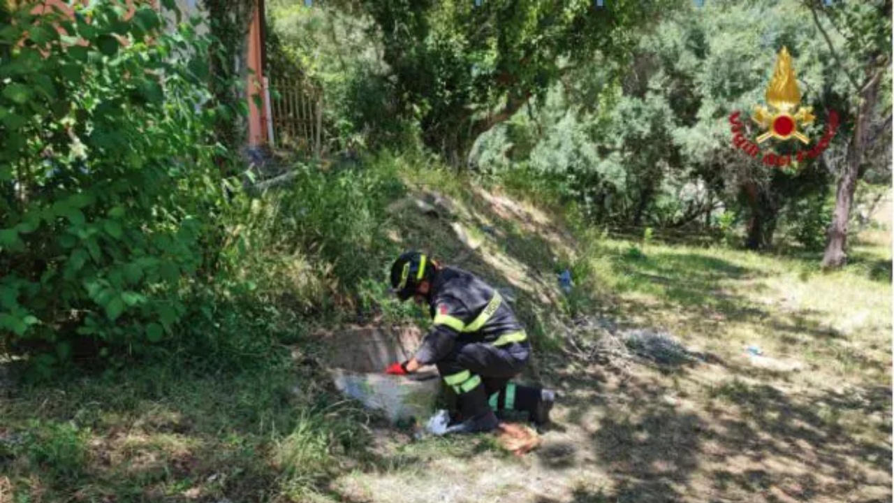 bimba di 7 anni e gattino