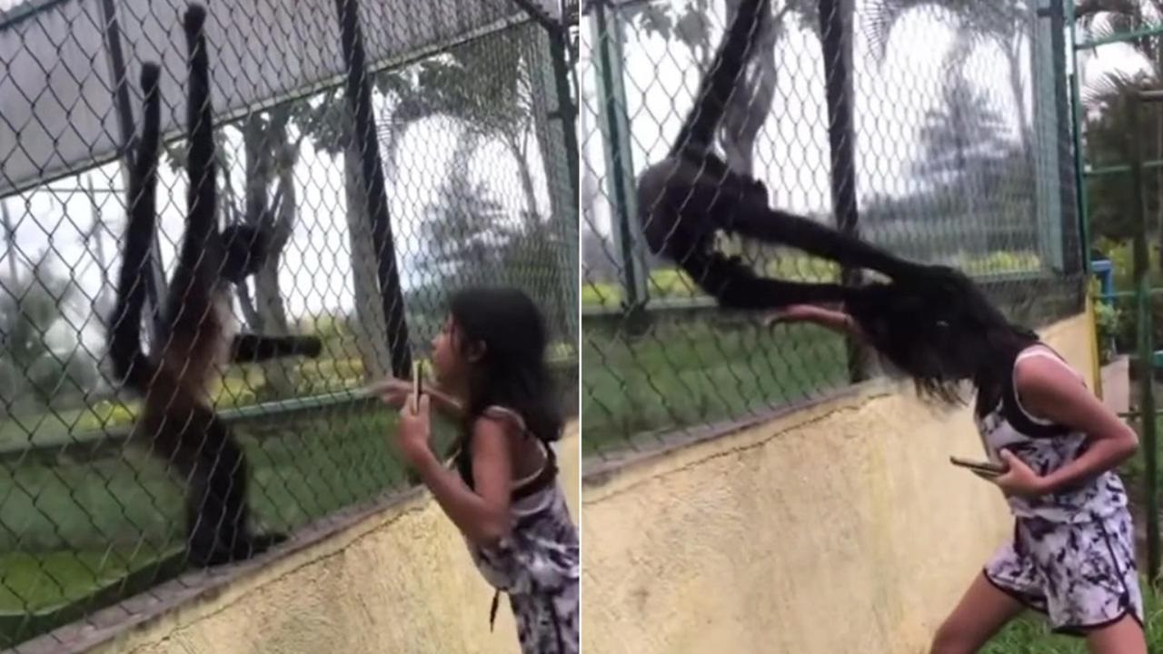 Bimba prende in giro la scimmia allo zoo