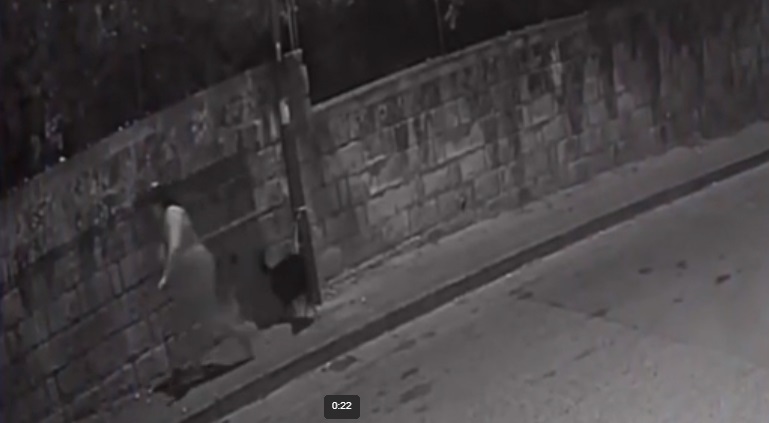 Cane abbandonato legato a un palo a Cercola: si cerca la donna del video