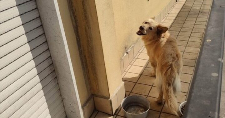 Cane al sole sul balcone a Volla