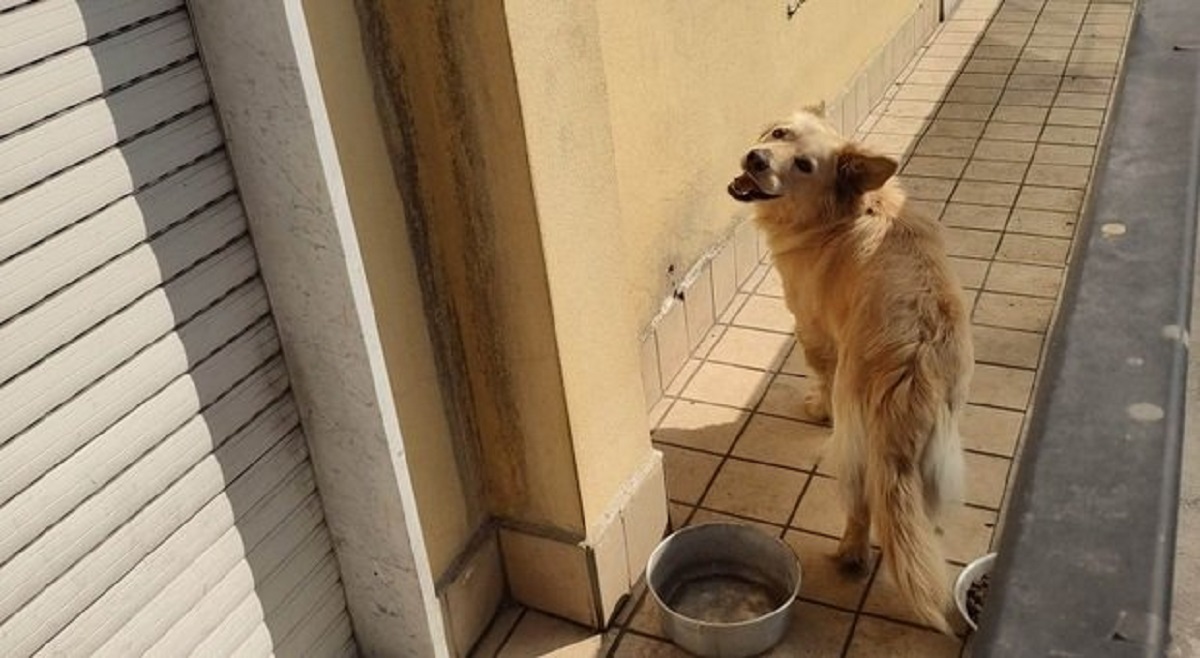 Cane al sole sul balcone a Volla