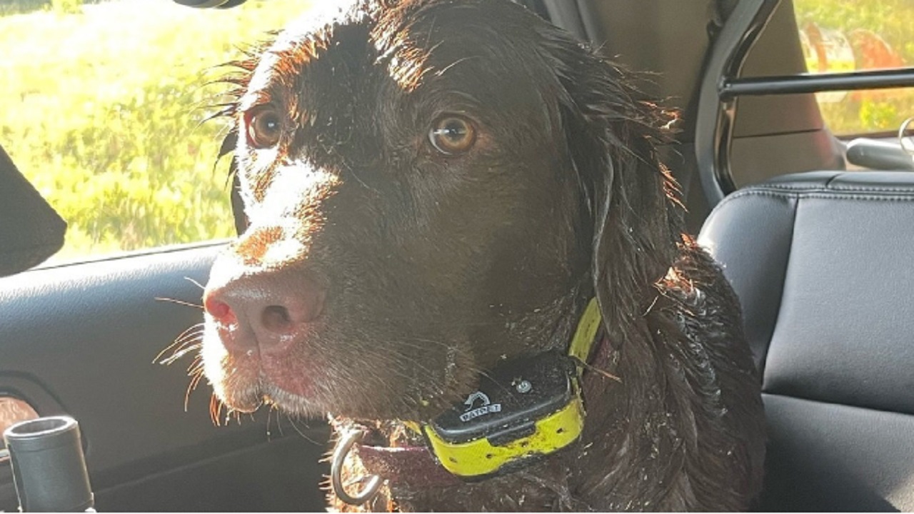 Cane chiede aiuto dopo un incidente