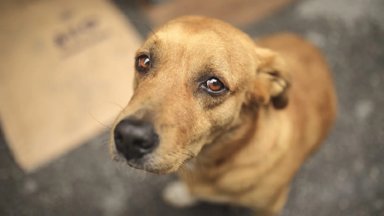 Cane in fin di vita in casa