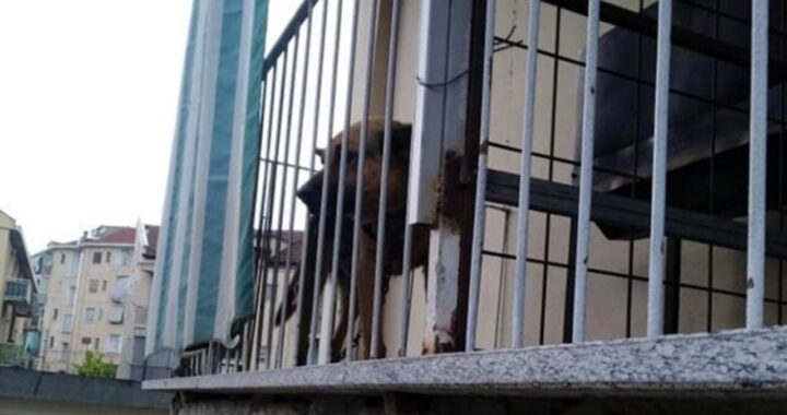 Cane incatenato sul balcone al sole