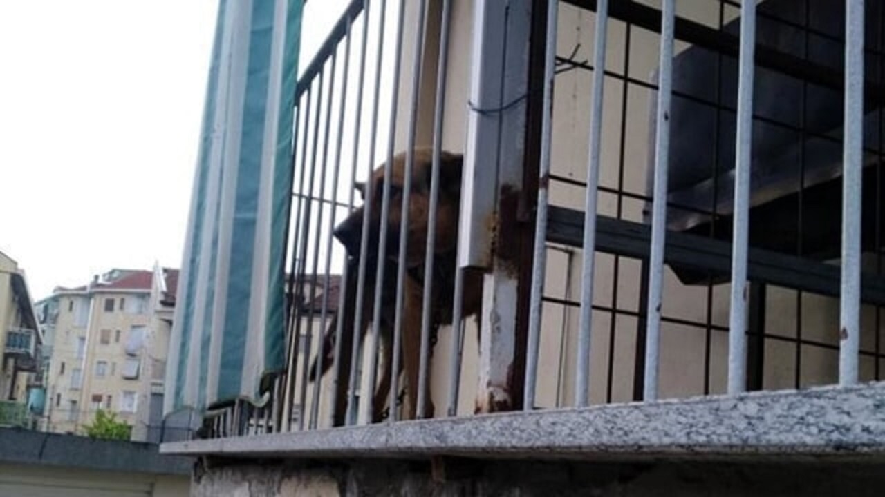 Cane incatenato sul balcone al sole