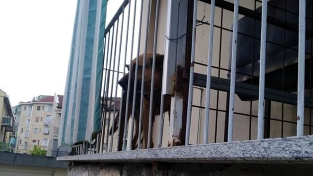 Cane incatenato sul balcone al sole a Settimo Torinese: multato il proprietario