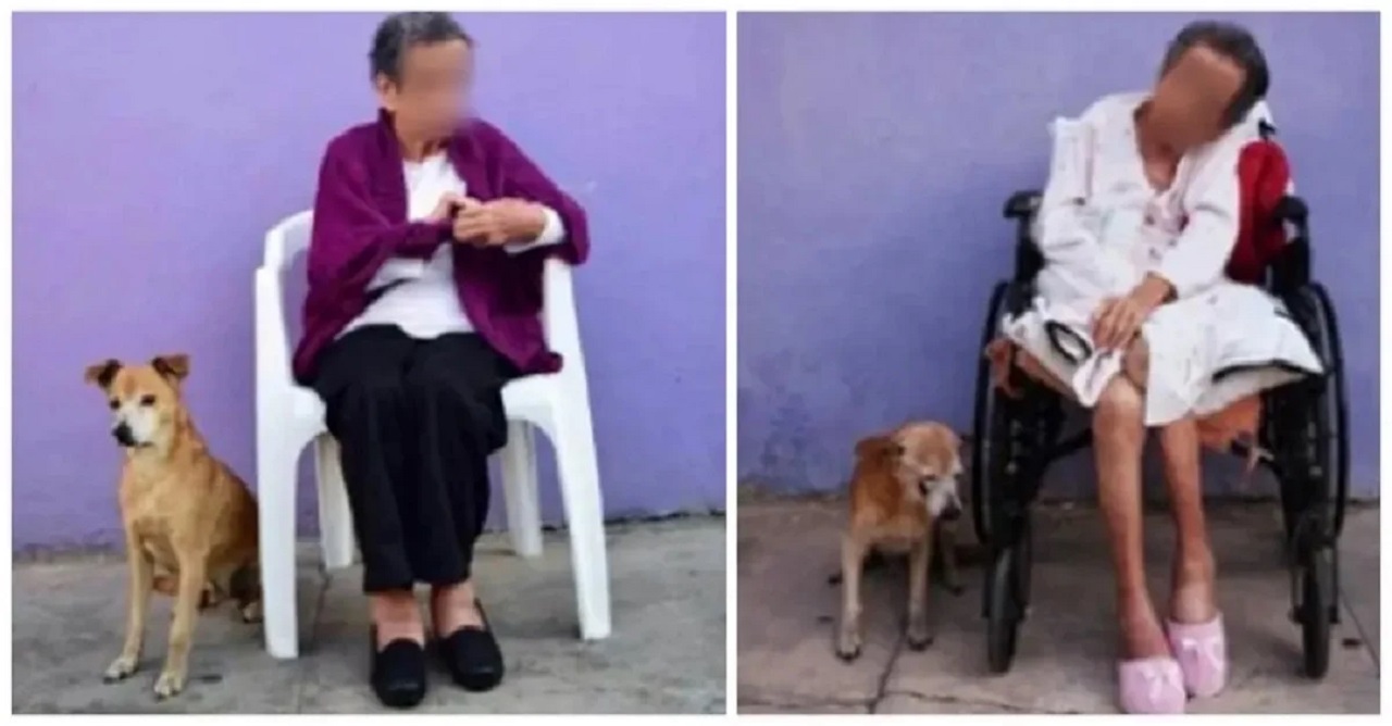 Cane invecchiato con la sua proprietaria: per 18 anni è sempre stato al suo fianco