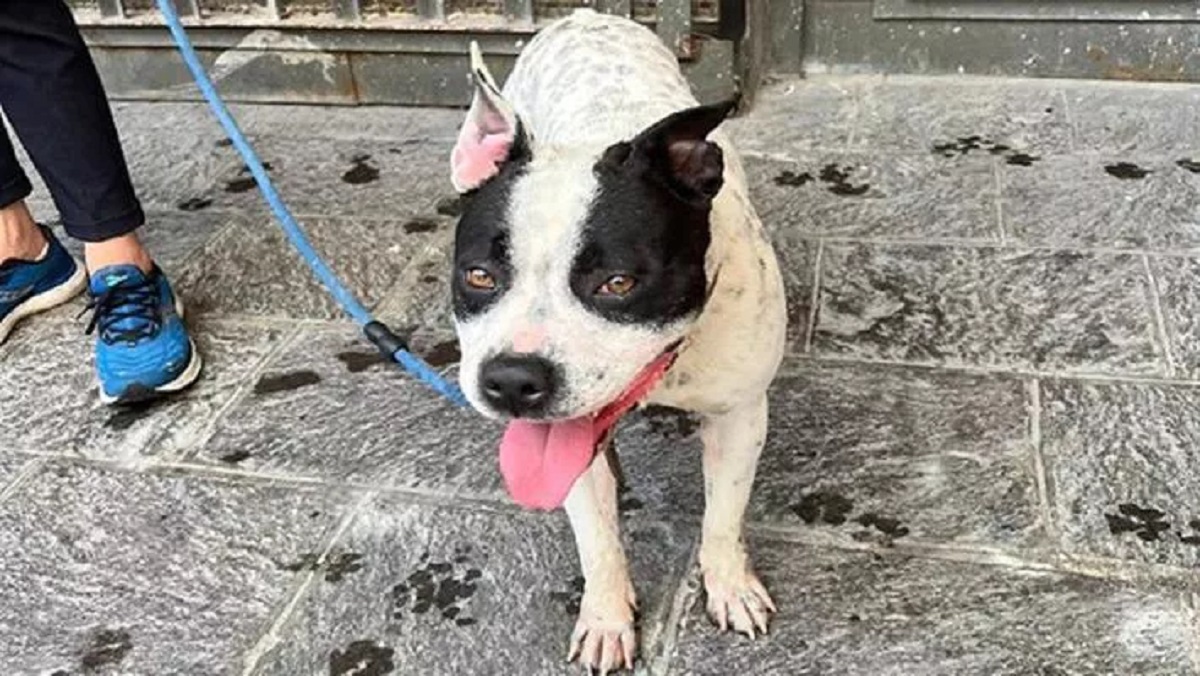 cane legato a un cancello e abbandonato a Napoli