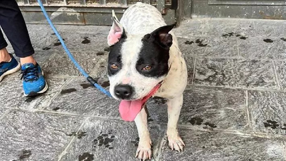 Cane legato a un cancello e abbandonato a Napoli, Pino cerca una casa per sempre