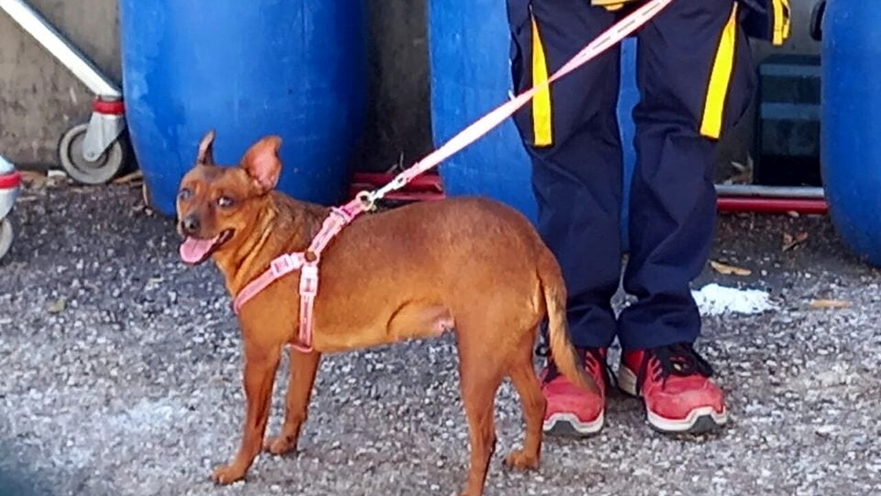 dog-tied-to-the-door-of-the-supermarket-in-Perugia-the-owner-has-forgotten-or-left-them-on-purpose