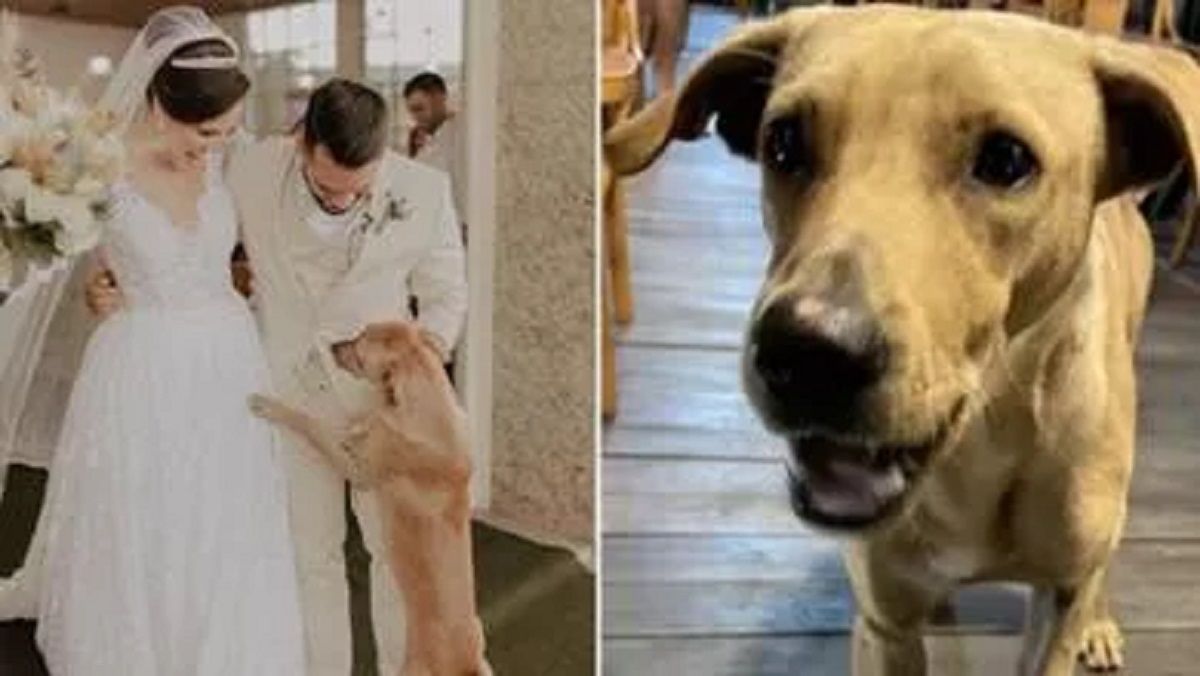 Cane randagio compare al loro matrimonio e sposi decidono di adottarlo