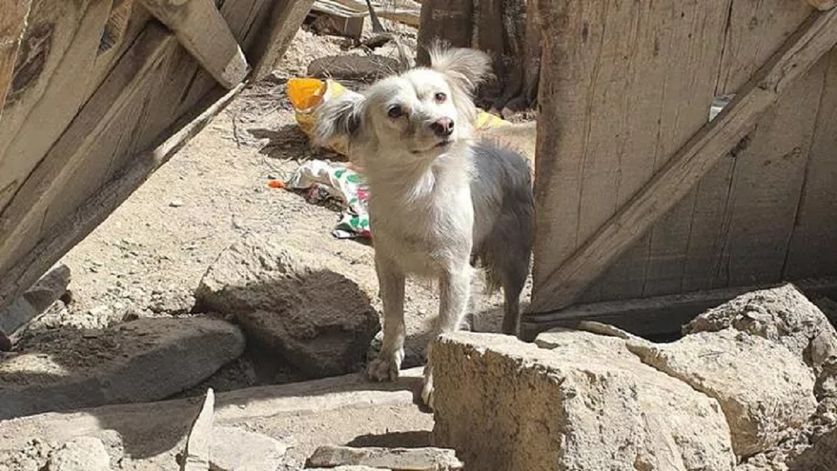 Cane senza nome torna sempre tra le macerie della casa dove ha perso la sua famiglia