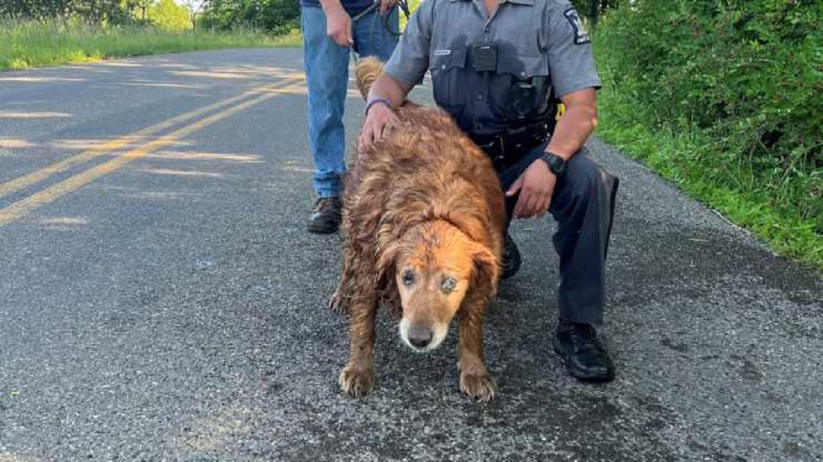 Cane nel tubo di scarico salvato dopo giorni da un poliziotto