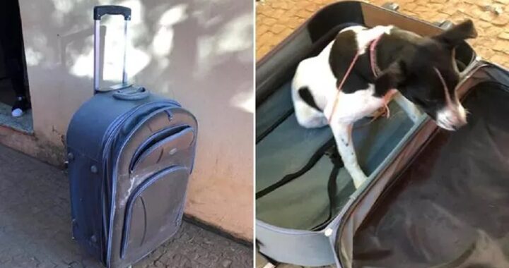 Cane vivo chiuso in una valigia