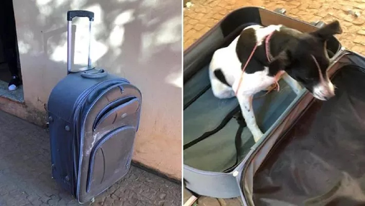 Cane vivo chiuso in una valigia nel centro della città brasiliana di Cabreúva