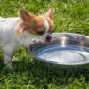 ciotola per cani portatile