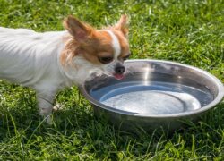 ciotola per cani portatile