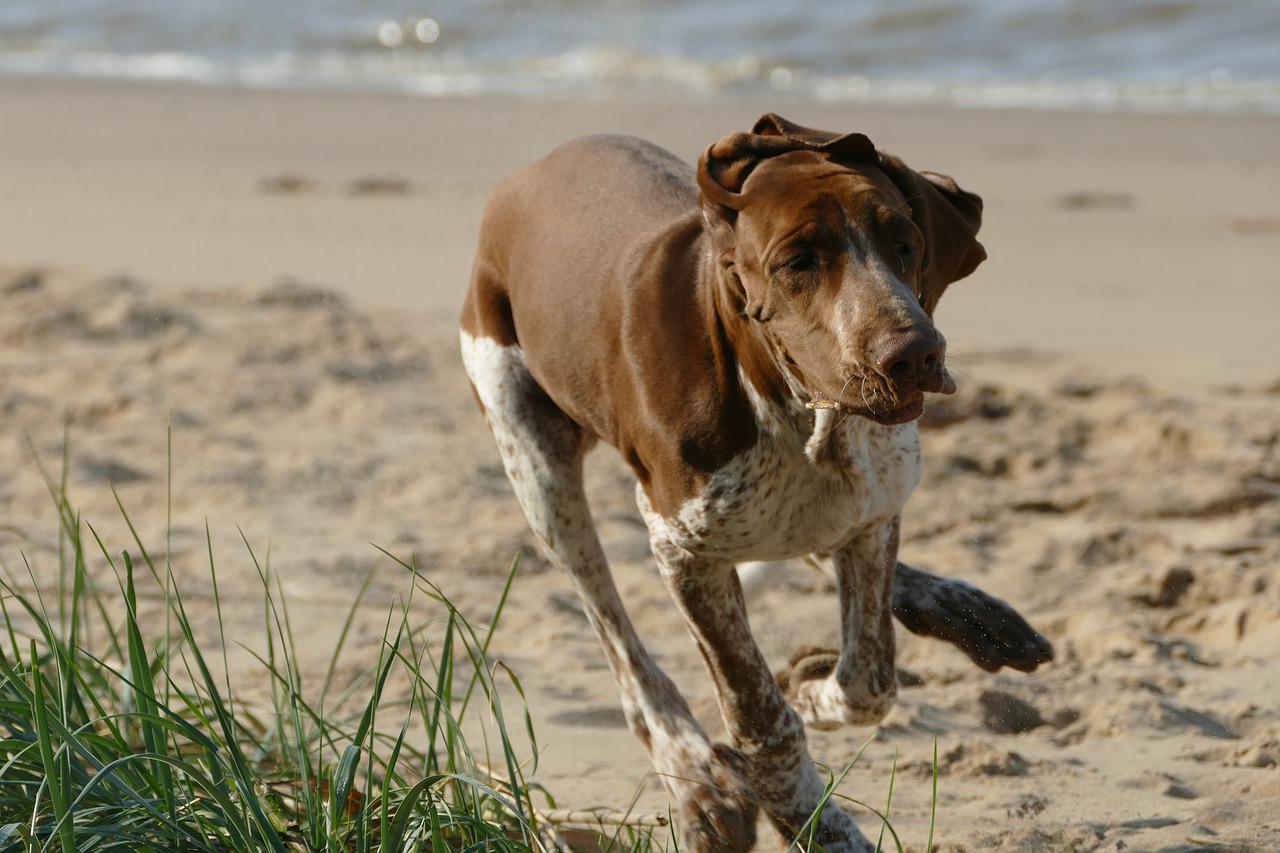 Donna aggredita a morsi dal proprio cane in spiaggia a Borghetto Santo Spirito