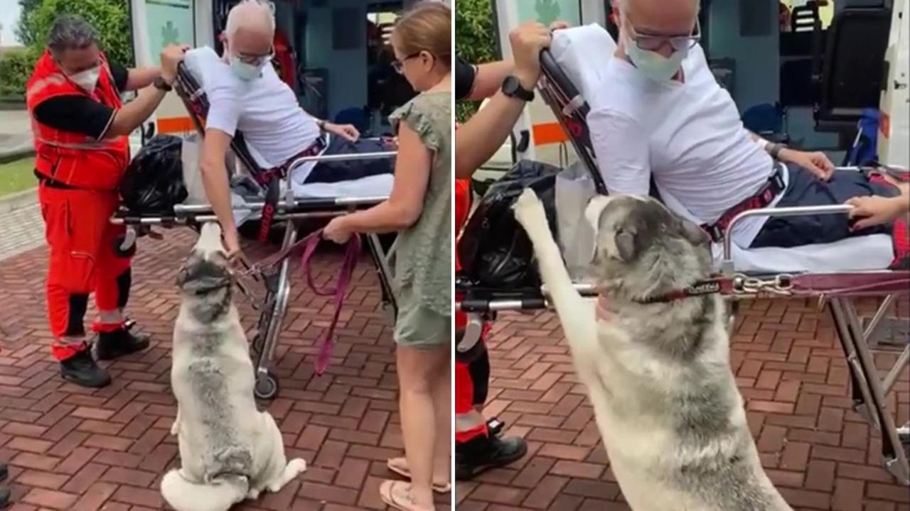 Cane si commuove quando il proprietario ritorna a casa dall’ospedale