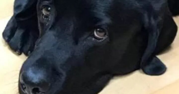 cane e anziano malato d'Alzheimer