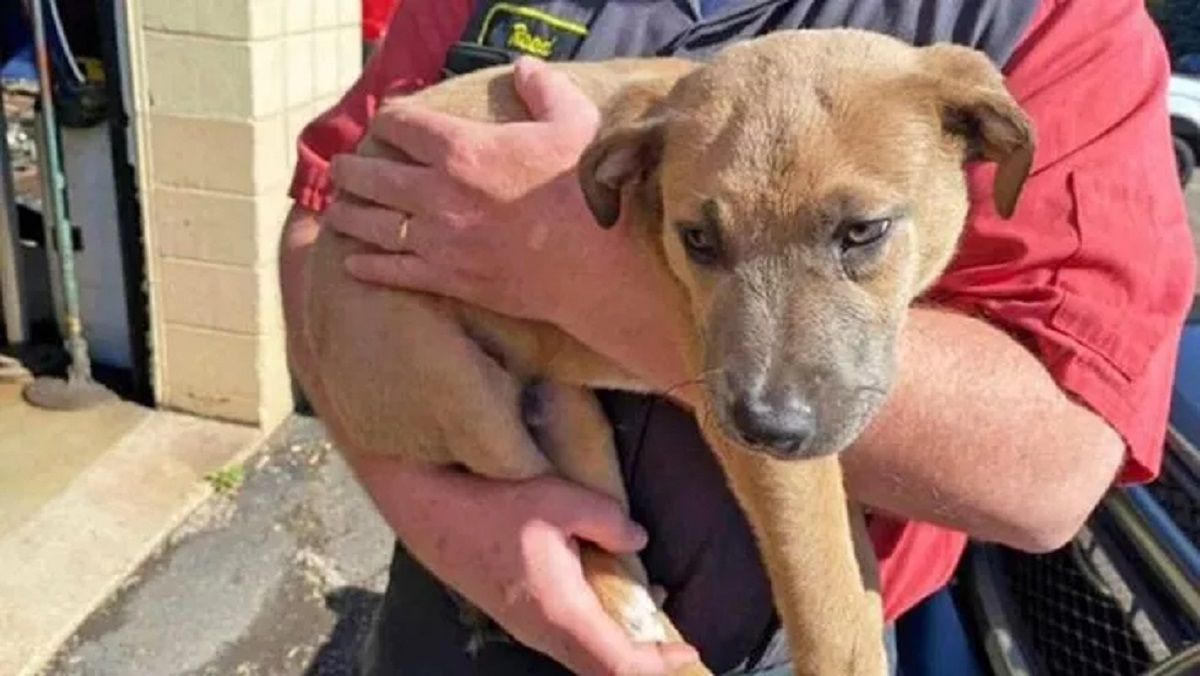 Cane gettato in un cassonetto adottato dalla comunità locale, la storia di Midas