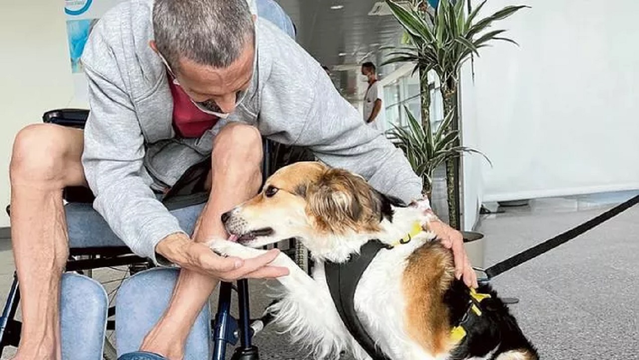 Ospedale aperto ai cani a Biella: in un reparto Fido può far compagnia al proprietario ricoverato