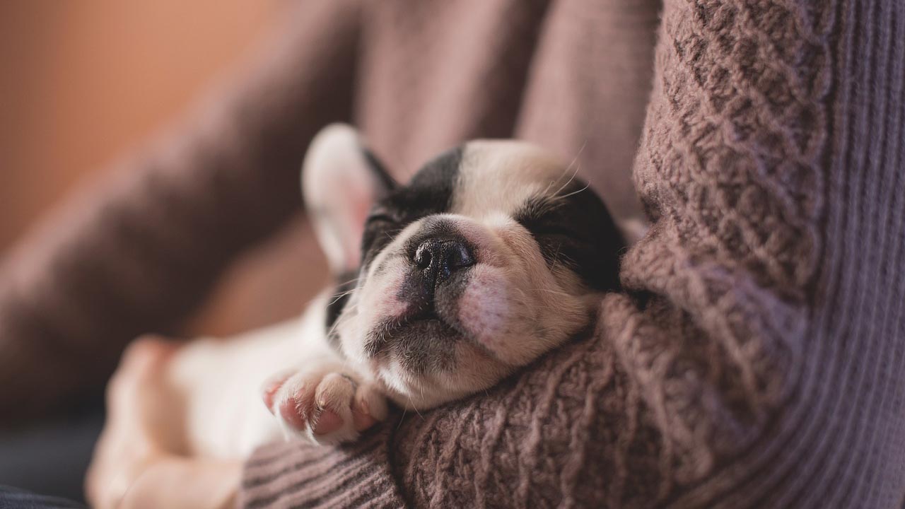 Donna lascia il lavoro dopo la risposta data dal capo alla notizia della morte del suo cane