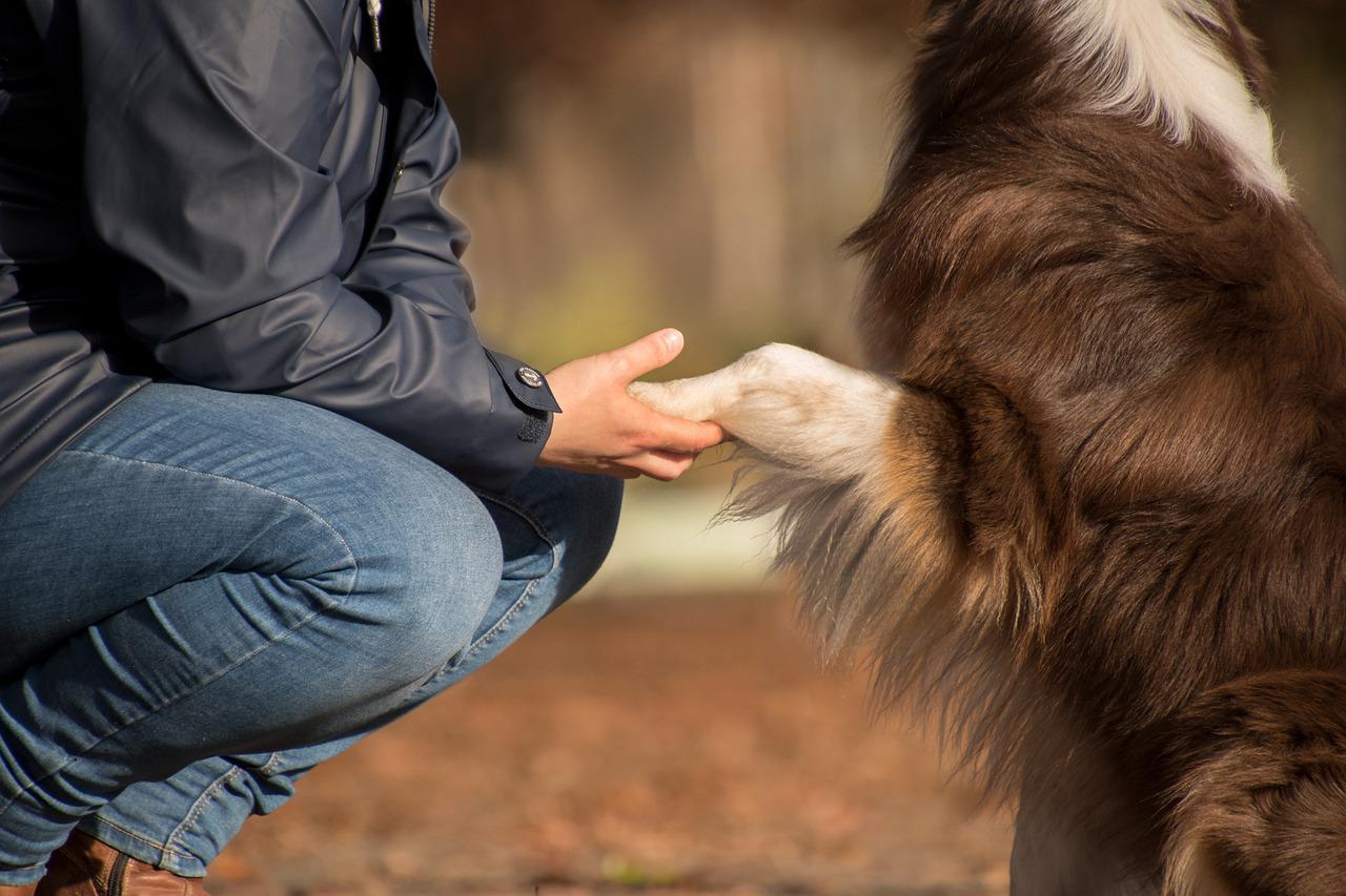 dog paw