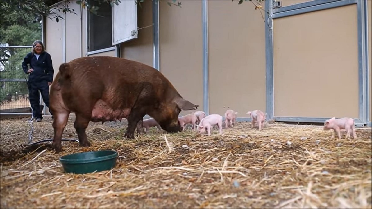 Scrofa incinta salta fuori dal camion