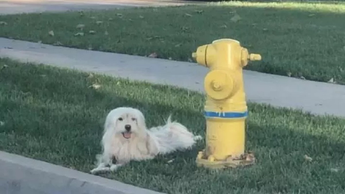 Cane abbandonato torna sempre all’idrante dove ha visto per l’ultima volta il suo proprietario