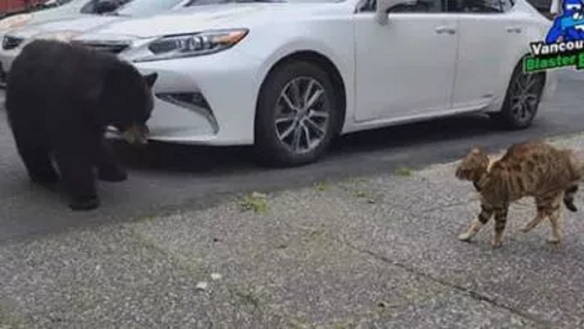 Cat hunts a bear from the backyard