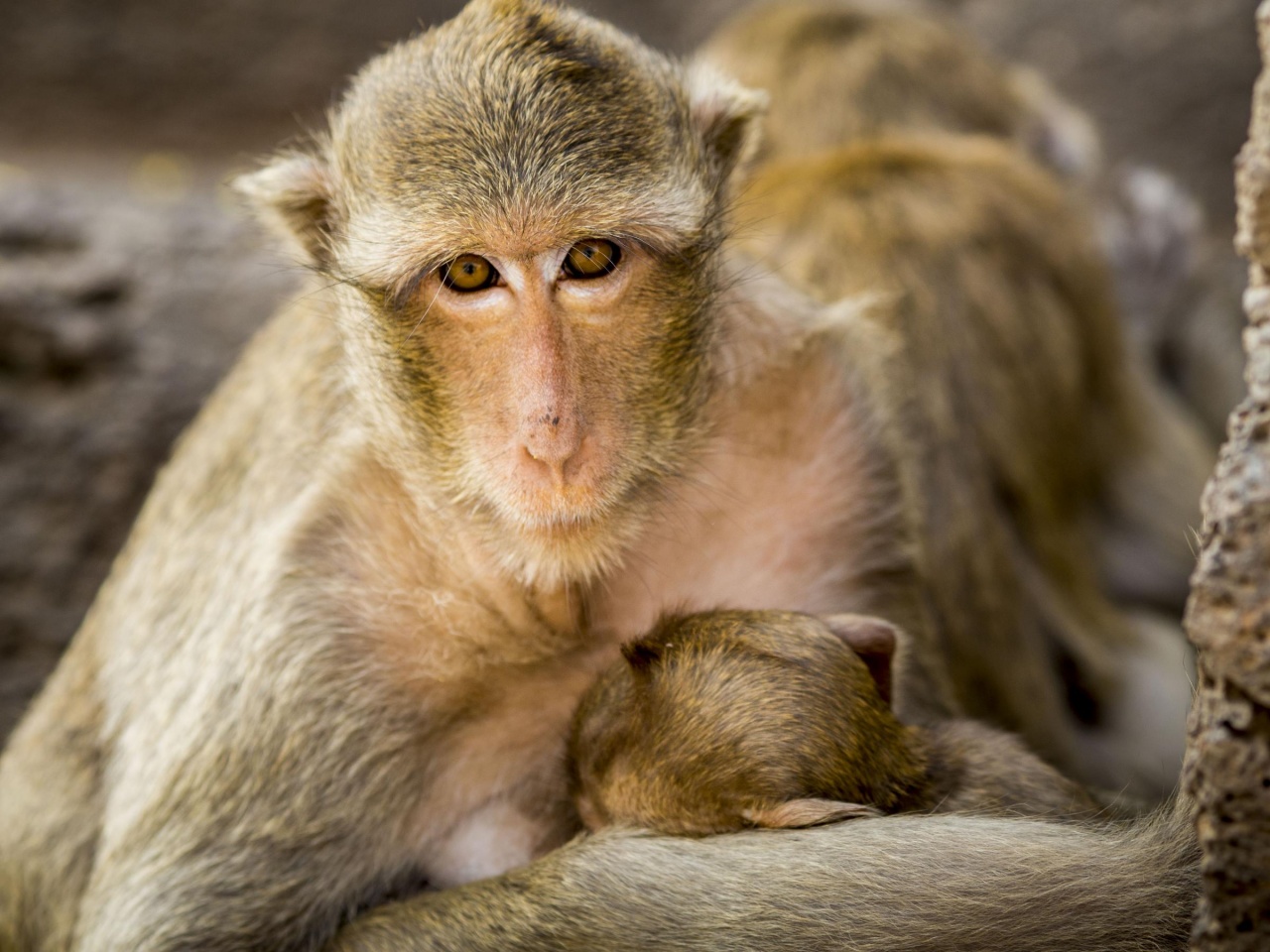 scimmia uccide un neonato