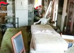 50enne con 30 cani in una casa sommersa dai rifiuti