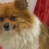 Cane Pomerania abbandonato sotto il sole caldo