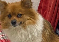 Cane Pomerania abbandonato sotto il sole caldo
