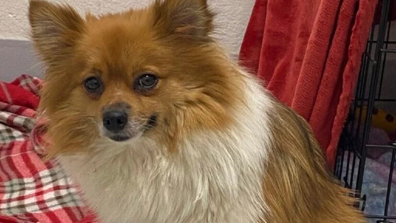 Cane Pomerania abbandonato sotto il sole caldo, con temperature che sfioravano i 35 gradi