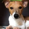 Cane muore per proteggere la famiglia da un serpente