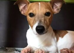 Cane muore per proteggere la famiglia da un serpente