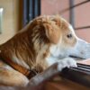 Cani che piangono quando vedono i padroni