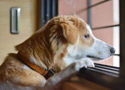 Cani che piangono quando vedono i padroni