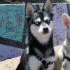 Cani mangiano il biglietto vincente della lotteria