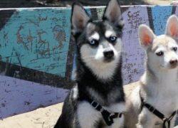 Cani mangiano il biglietto vincente della lotteria