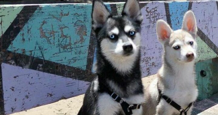 Cani mangiano il biglietto vincente della lotteria