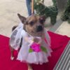 Chihuahua sposi in Texas