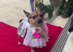 Chihuahua sposi in Texas