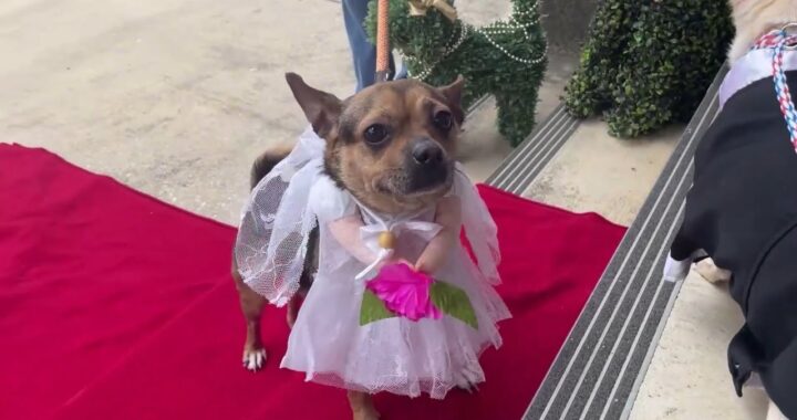 Chihuahua sposi in Texas