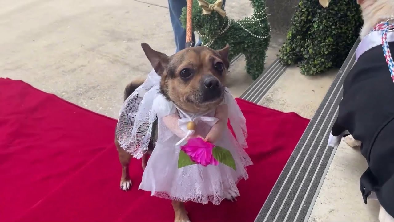 Chihuahua sposi in Texas, ecco il matrimonio tra due cani