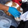 Gatto abbandonato dentro una valigia chiusa a Diano Marina