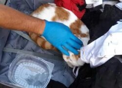 Gatto abbandonato dentro una valigia chiusa a Diano Marina